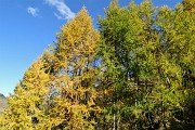 34 I larici si stanno colorando d'autunno